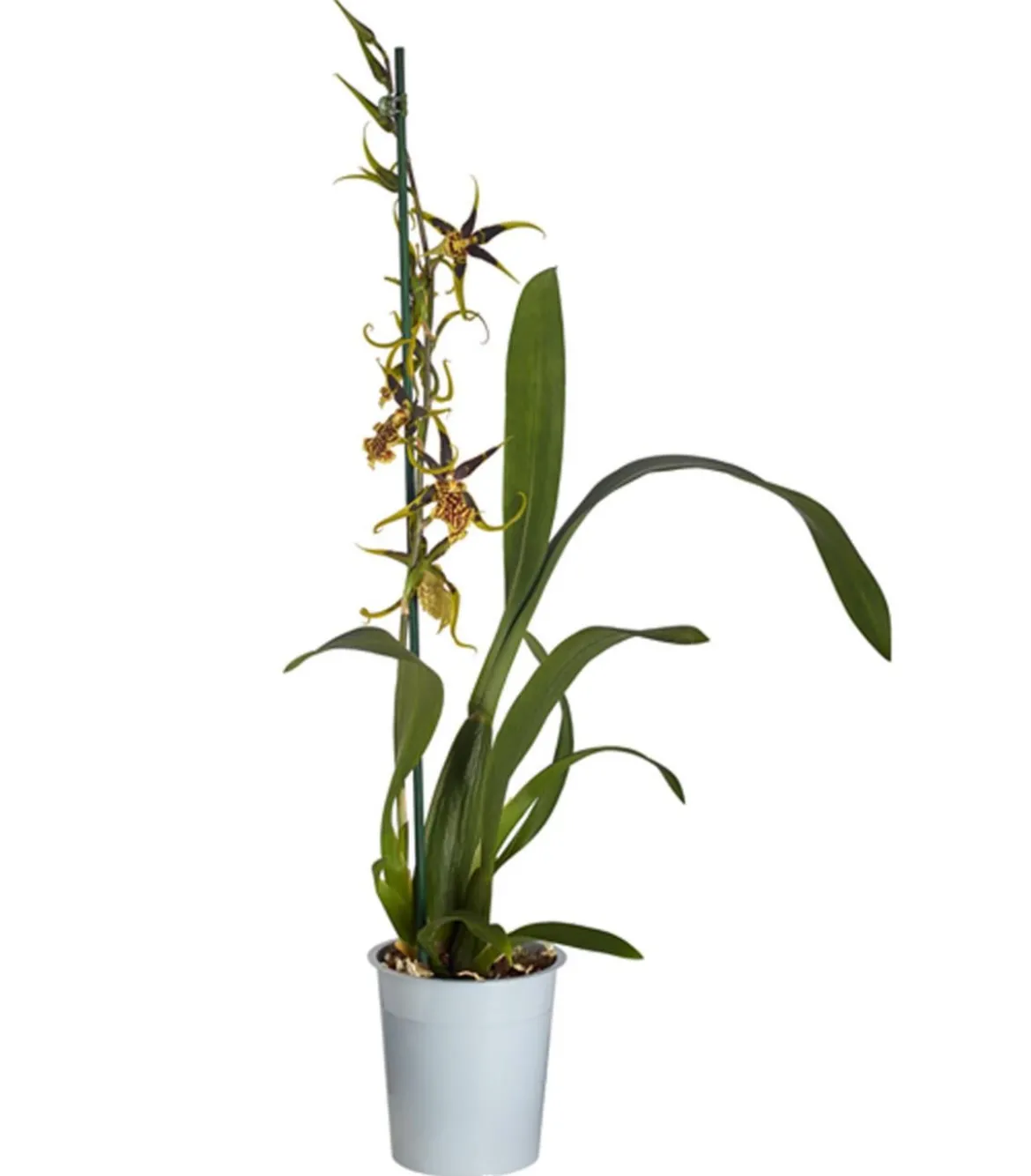 Spinnenorchidee - Brassia 'Mystic'