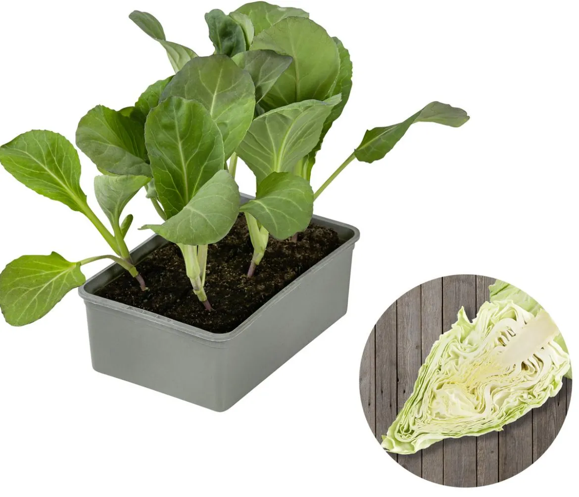 Spitzkohl, 6er Schale