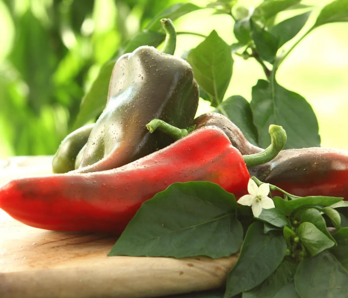 Spitzpaprika, rot