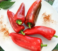 Spitzpaprika, rot