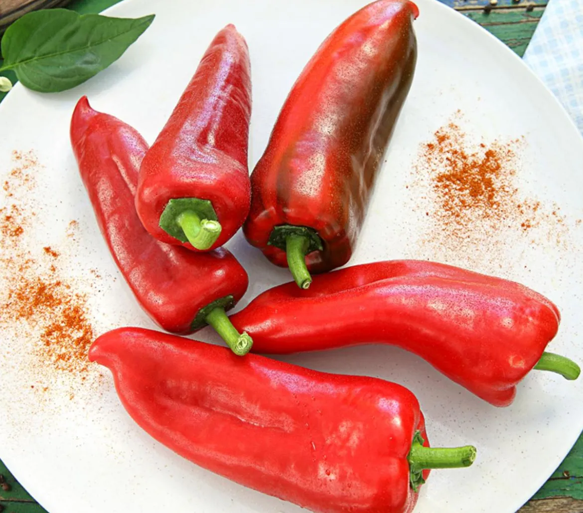 Spitzpaprika, rot