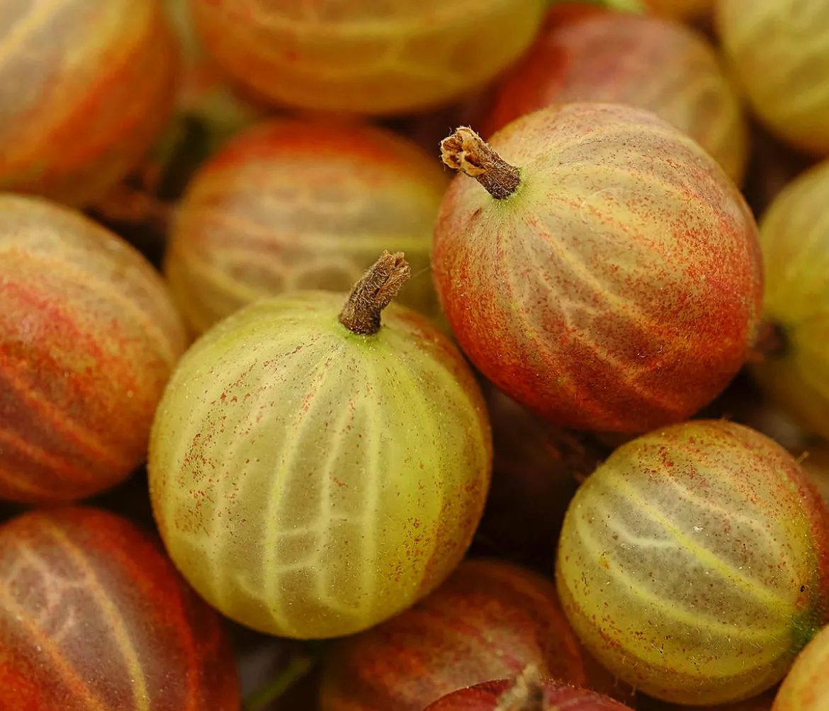 Stachelbeere 'Hinnonmäki', Busch