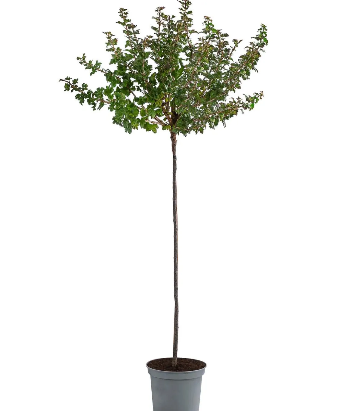 Stachelbeere 'Invicta', Stämmchen