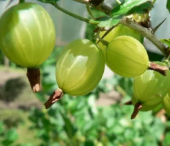 Stachelbeere 'Invicta', Stämmchen