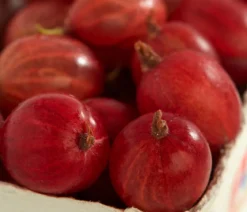 Stachelbeere 'Spinefree'