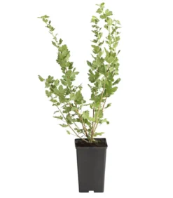 Stachelbeere 'Spinefree'