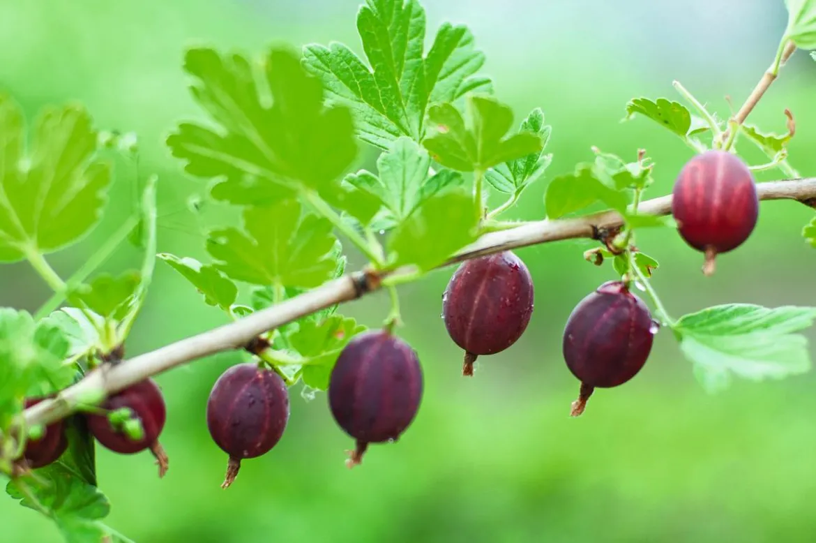 Stachelbeere 'Spinefree'