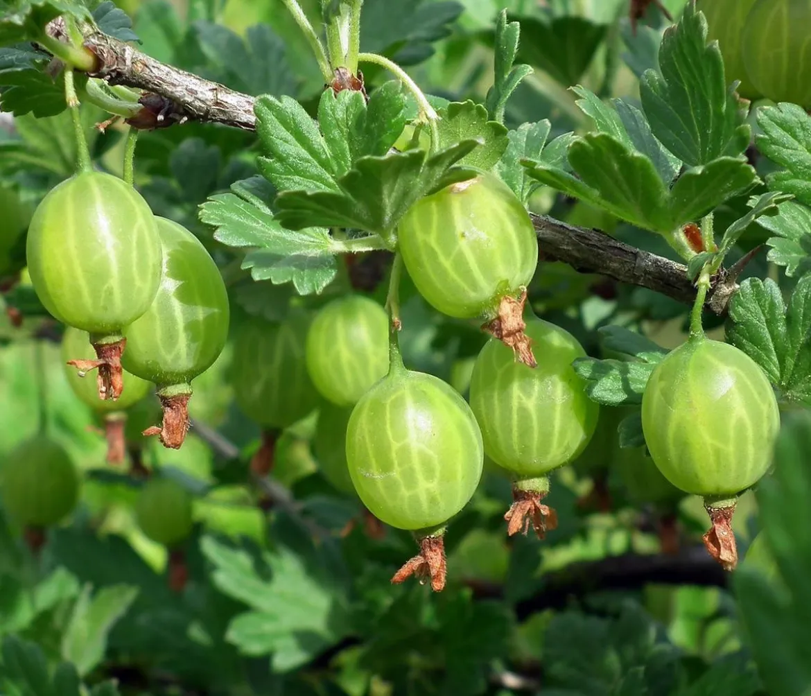 Stachelbeere 'Tatjana', dornenlos