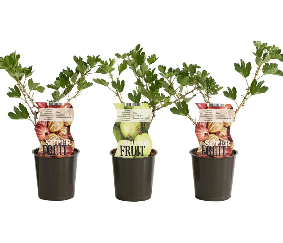 Stachelbeer-Set Aromabeeren, 3-teilig