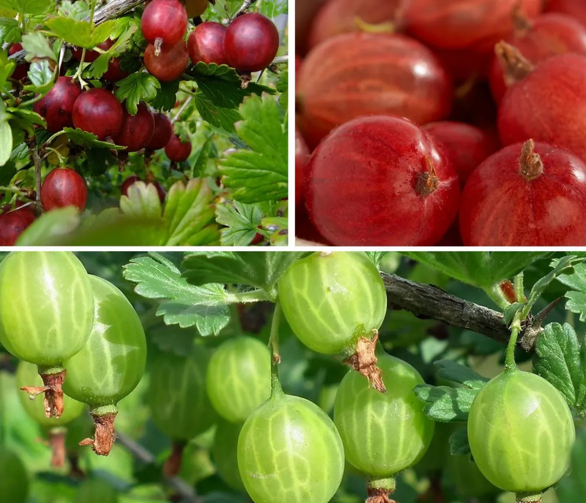 Stachelbeer-Set Aromabeeren, 3-teilig