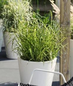 Stachelschweingras 'Strictus'