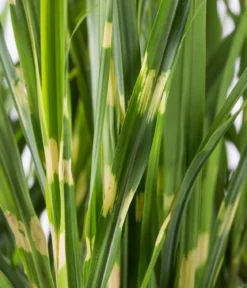 Stachelschweingras 'Strictus'
