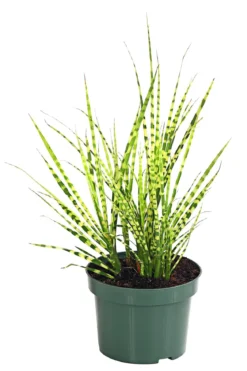 Stachelschweingras 'Strictus'