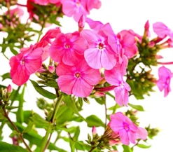 Stauden-Phlox, verschiedene Sorten