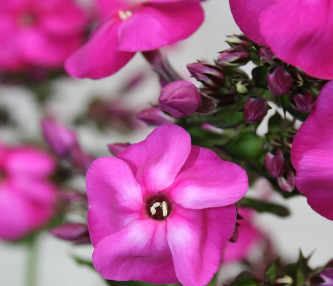 Stauden-Phlox, verschiedene Sorten