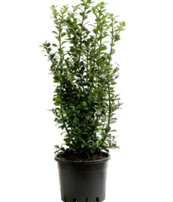 Stechpalme 'Heckenfee'