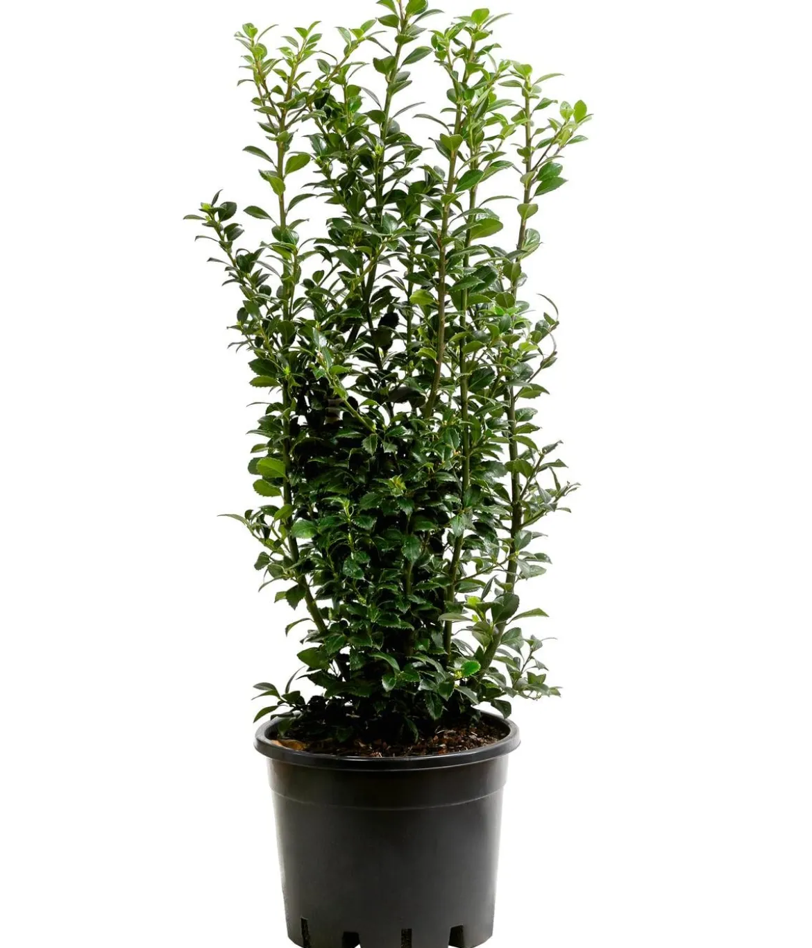 Stechpalme 'Heckenfee'