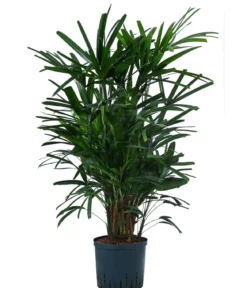Steckenpalme - Rhapis excelsa, Hydrokultur