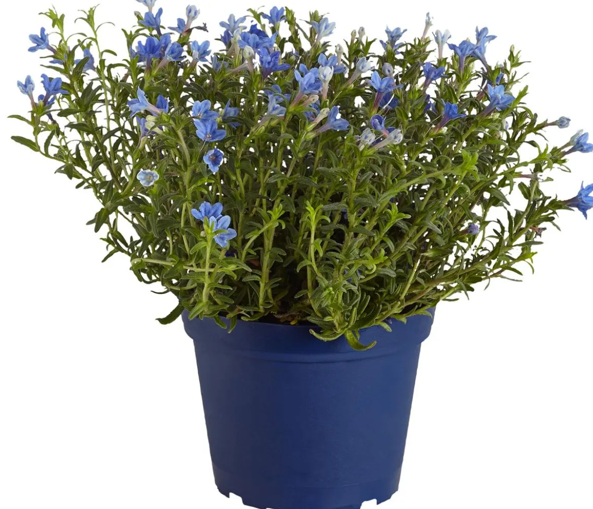 Steinsame, blau