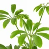 Sternaralie - Schefflera luseana