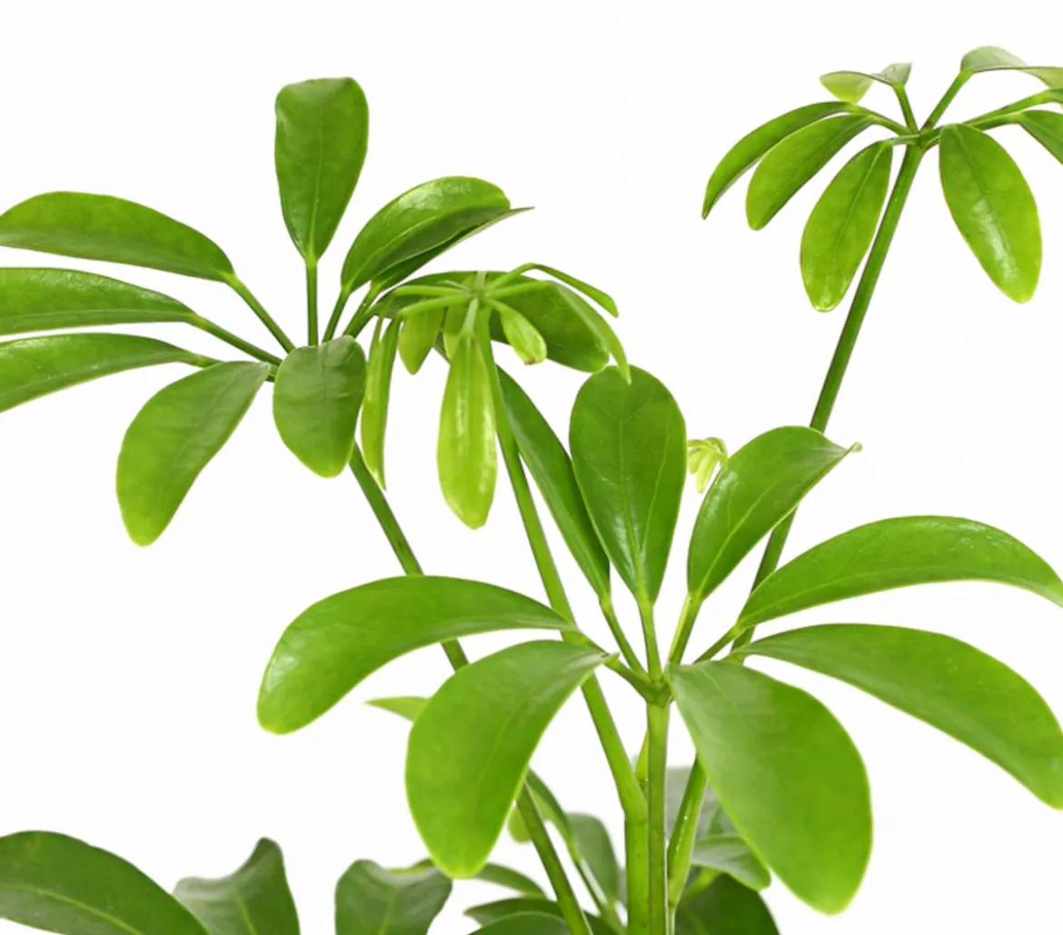 Sternaralie - Schefflera luseana