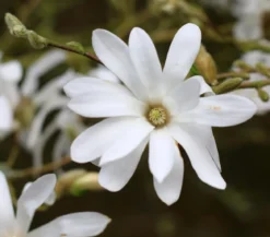 Stern-Magnolie