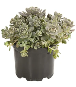 Sternwurz