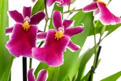 Stiefmütterchen-Orchidee - Miltonia 'Klara'