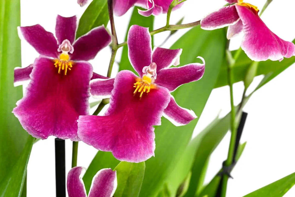 Stiefmütterchen-Orchidee - Miltonia 'Klara'