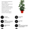 Strahlenaralien-Set - Schefflera, 2-teilig