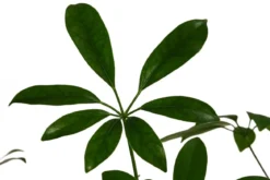 Strahlenaralie - Schefflera arboricola compacta 'Nora', Hydrokultur