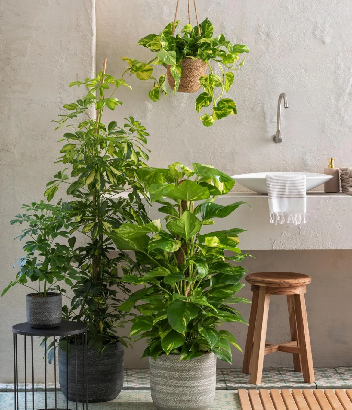 Strahlenaralie - Schefflera arboricola 'Nora'