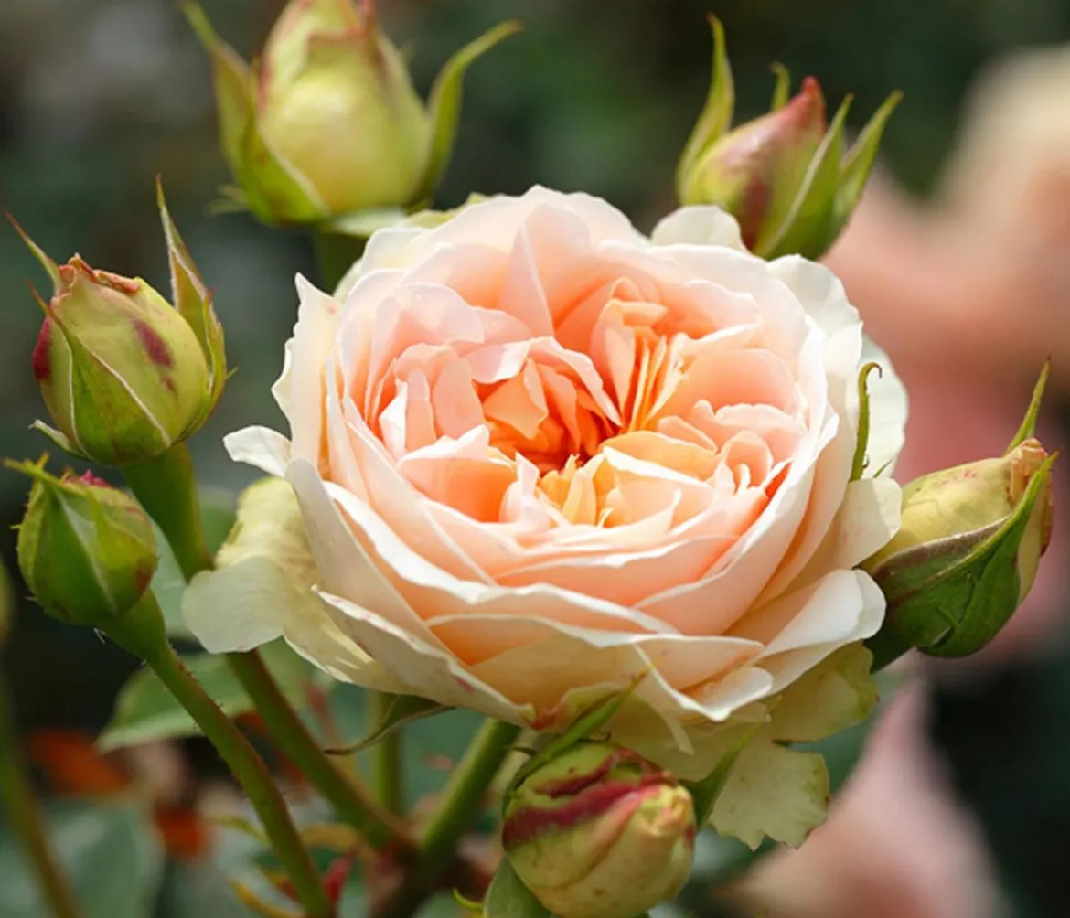 Strauchrose 'Matthias Claudius®'
