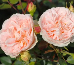 Strauchrose 'Matthias Claudius®'