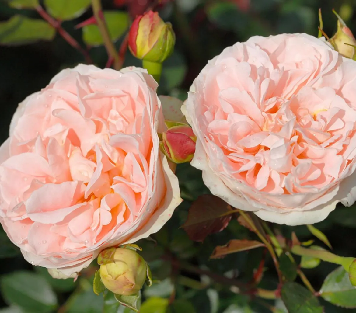 Strauchrose 'Matthias Claudius®'
