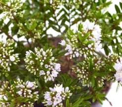 Strauchveronika 'Celina'