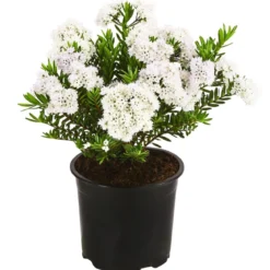 Strauchveronika 'Celina'