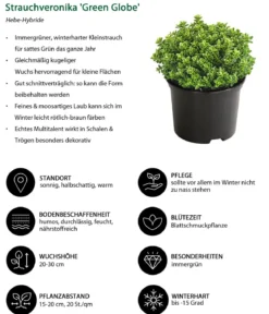 Strauchveronika 'Green Globe'