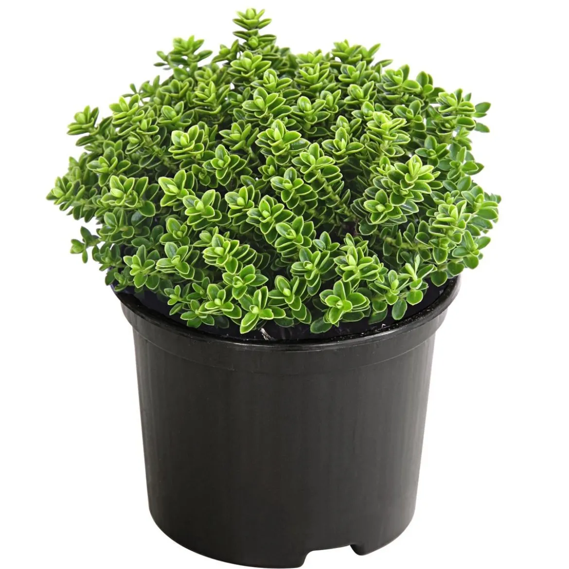 Strauchveronika 'Green Globe'