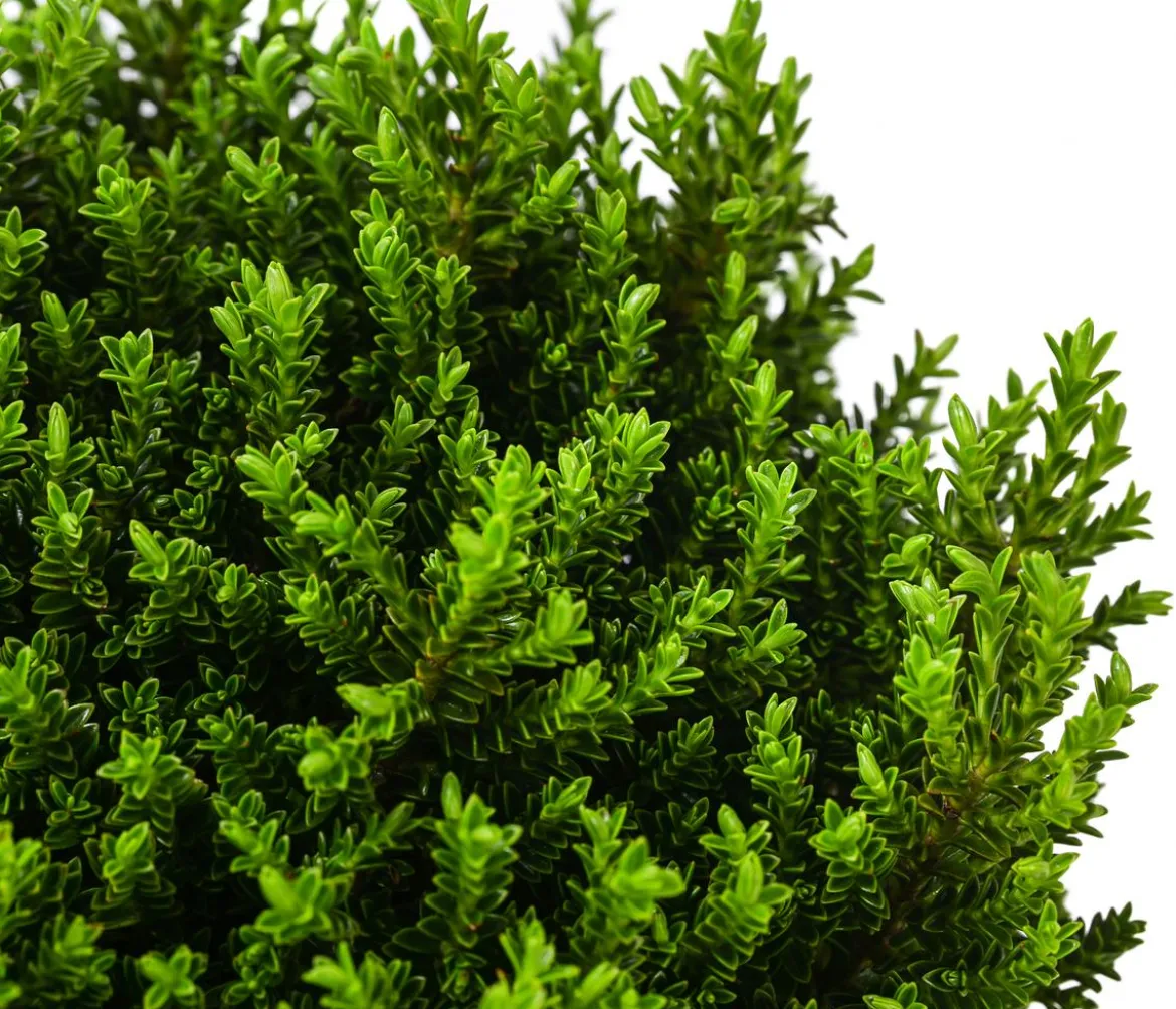 Strauchveronika 'Green Globe'