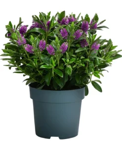 Strauchveronika, 2L