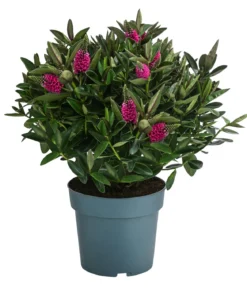 Strauchveronika, 2L