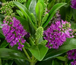 Strauchveronika, 2L