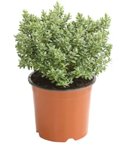 Strauchveronika 'Pagei'