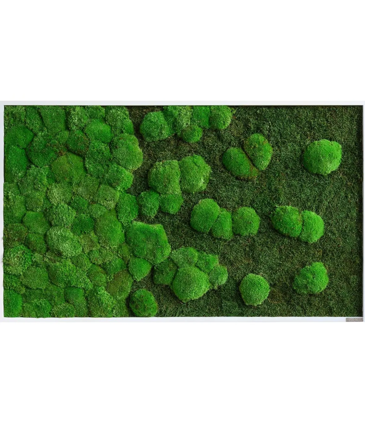 styleGREEN Bild aus Wald- und Kugelmoos im Verlauf, ca. B100/H60/T7 cm