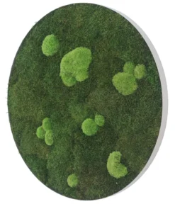 styleGREEN Bild aus Wald- und Kugelmoos, kreisförmig, ca. Ø80 cm