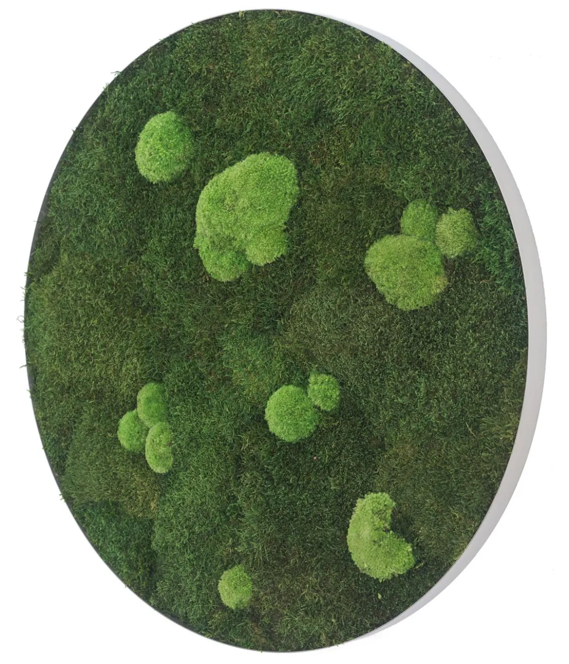 styleGREEN Bild aus Wald- und Kugelmoos, kreisförmig, ca. Ø80 cm