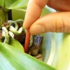 Substral® Orchideen Dünger-Stäbchen, 10 Stk.