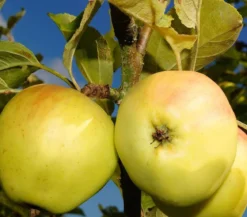 Säulenapfel 'Goldcats'