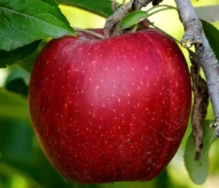 Säulenapfel 'Redcats'